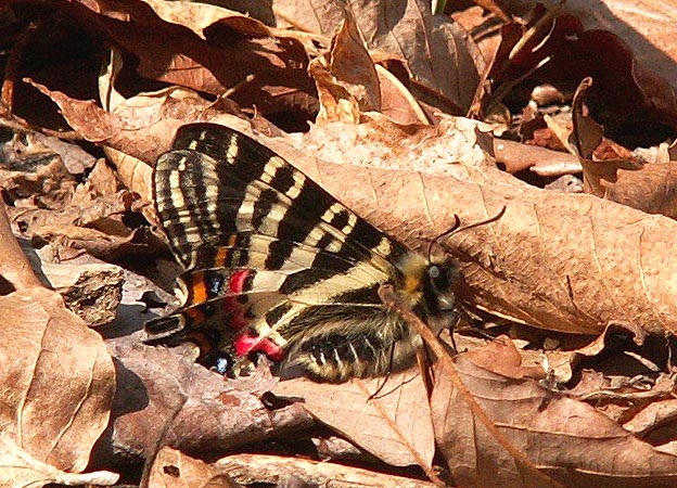 大和葛城のギフチョウ