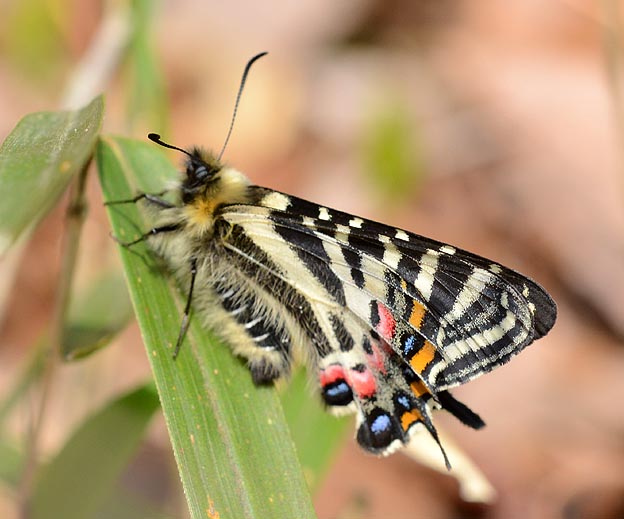 休息するギフチョウのオス