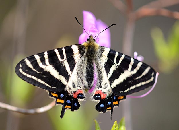 休息するギフチョウのオス