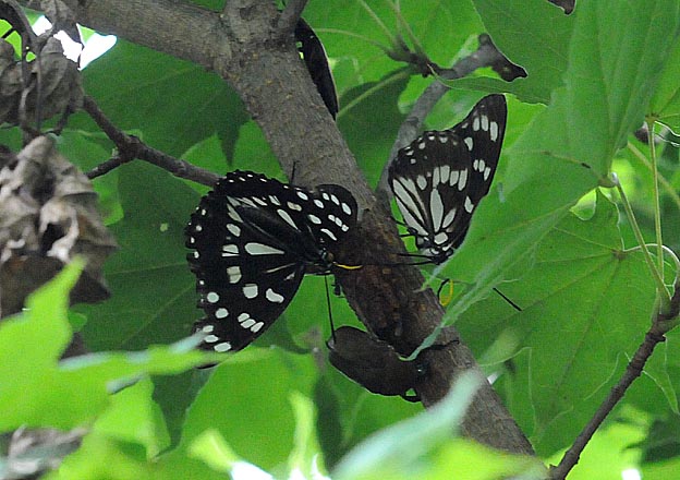 樹液に集まったゴマダラチョウ