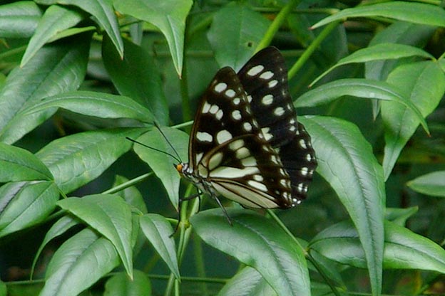 横から見たゴマダラチョウ