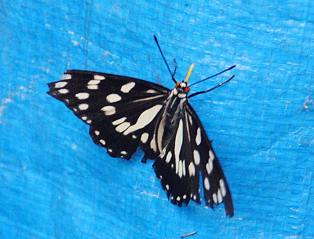 ブルーシートに来たゴマダラチョウ