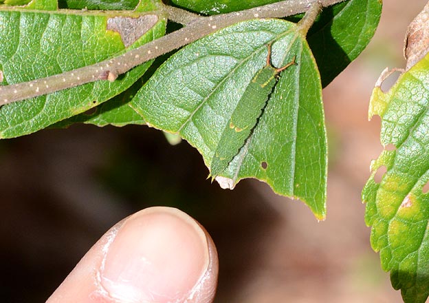ゴマダラチョウの3齢幼虫