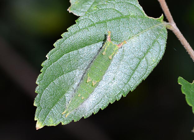 ゴマダラチョウの4齢幼虫