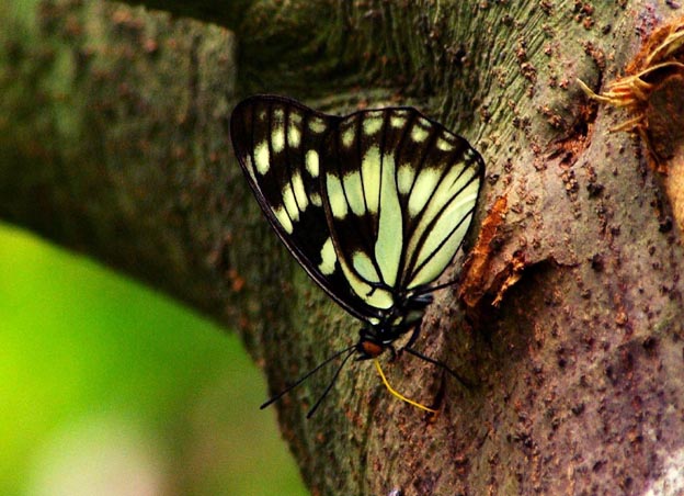 樹液を吸うゴマダラチョウ