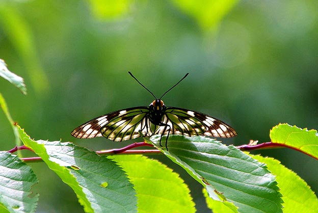 葉にとまるゴマダラチョウ