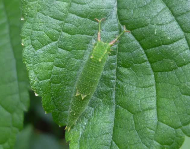 町の中のゴマダラチョウの幼虫