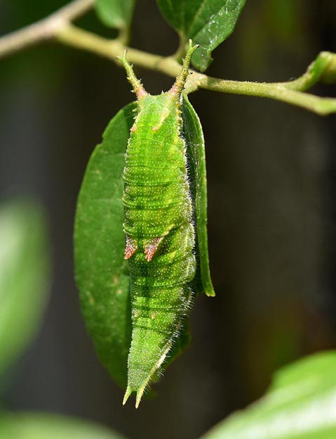 ゴマダラチョウの幼虫