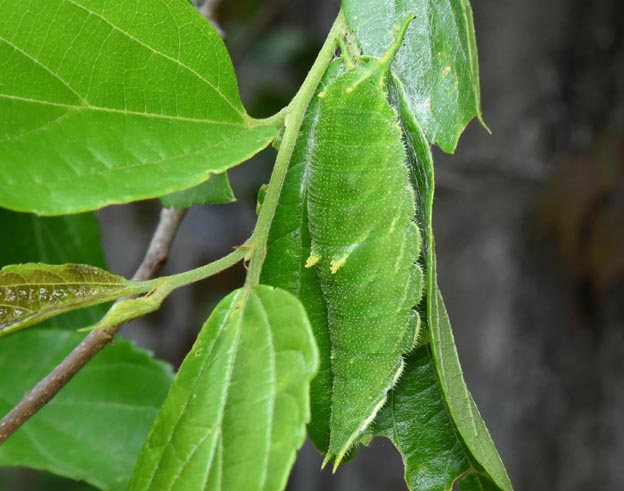 ゴマダラチョウの終齢幼虫