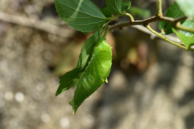 ゴマダラチョウの終齢幼虫