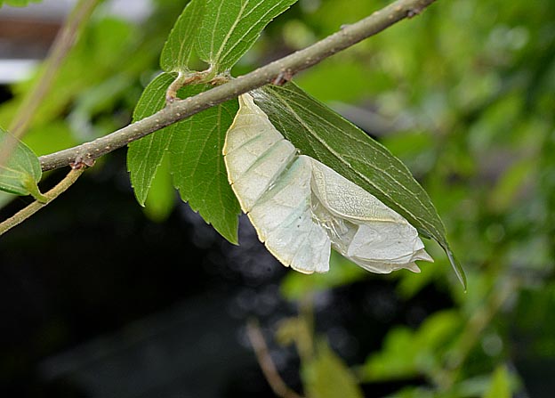 ゴマダラチョウの羽化殻の写真