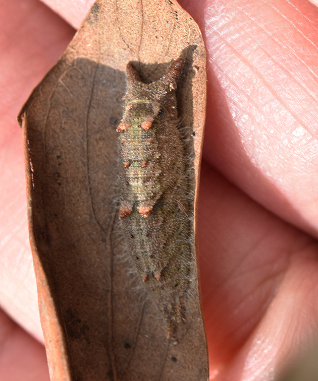 ゴマダラチョウの越冬幼虫の写真