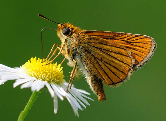 吸蜜中のヘリグロチャバネセセリ