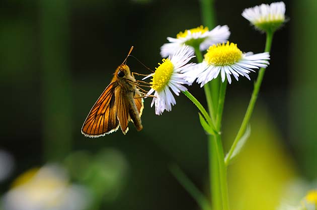 ヘリグロチャバネセセリの吸蜜