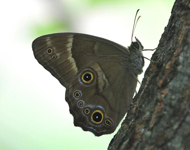 ヒカゲチョウの写真