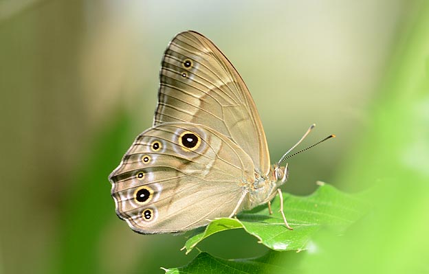 ヒカゲチョウの写真