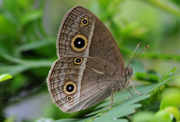 ヒメジャノメの写真