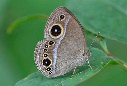 コジャノメの写真