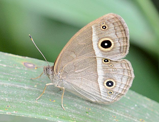 ヒメジャノメの写真