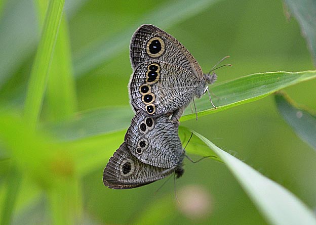 交尾中のヒメウラナミジャノメ