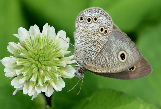 シロツメクサで吸蜜するヒメウラナミジャノメ