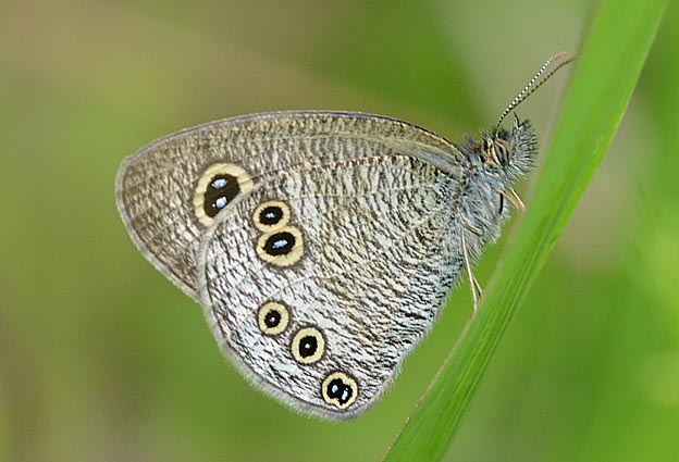 葉にとまるヒメウラナミジャノメ