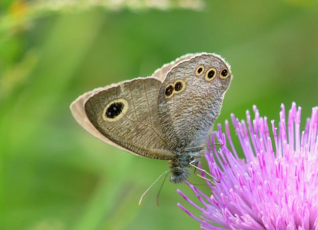 ノアザミに来たヒメウラナミジャノメ