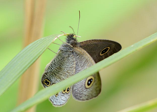 初見のヒメウラナミジャノメ