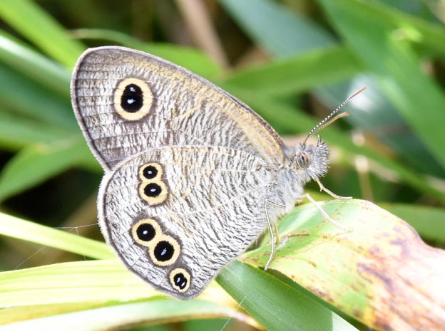 ヒメウラナミジャノメの写真