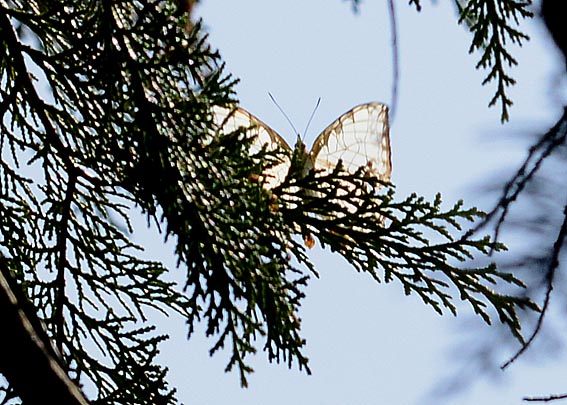 越冬後のイシガケチョウ