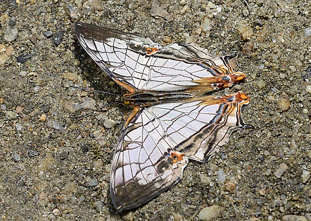 地面にとまったイシガケチョウ