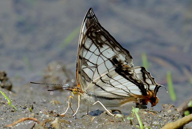 吸水中のイシガケチョウ
