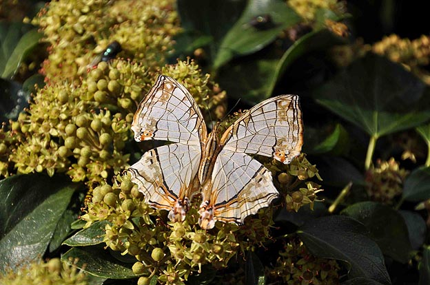 吸蜜中のイシガケチョウ