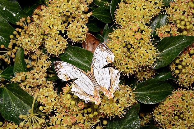 秋のイシガケチョウ