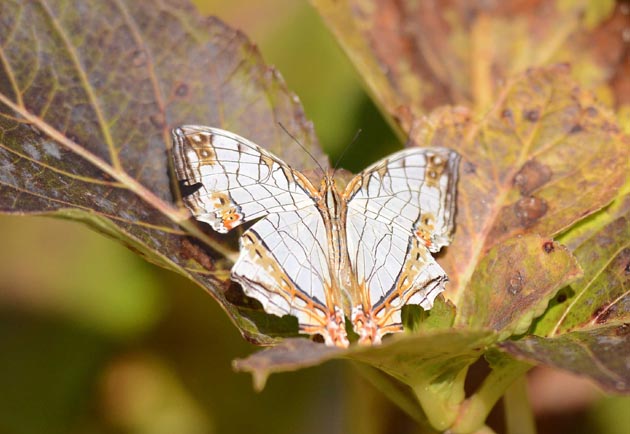 12月のイシガケチョウ