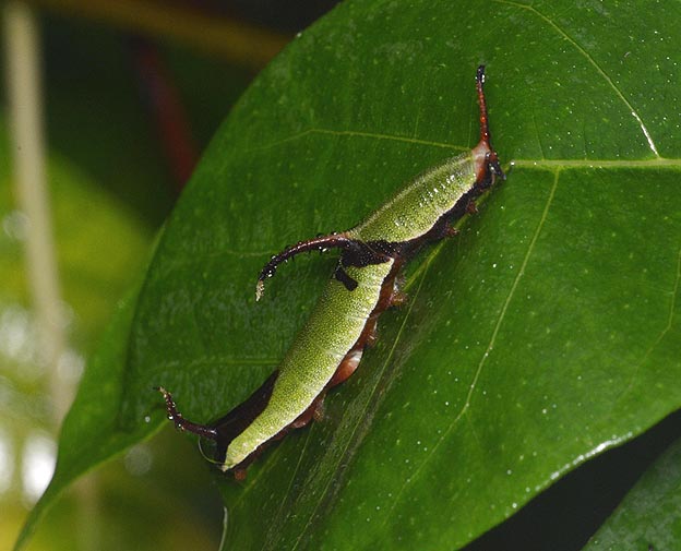 イシガケチョウ終齢幼虫の写真