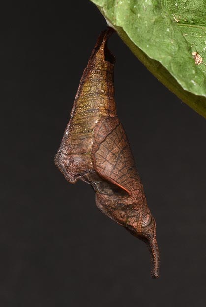 イシガケチョウの蛹の写真