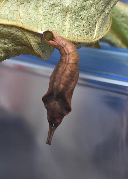 イシガケチョウの蛹の写真