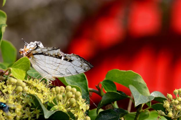 キヅタの花に来たイシガケチョウ