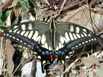 休息中のキアゲハ