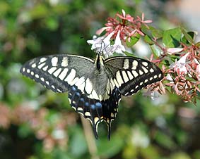 吸蜜中のキアゲハ…1