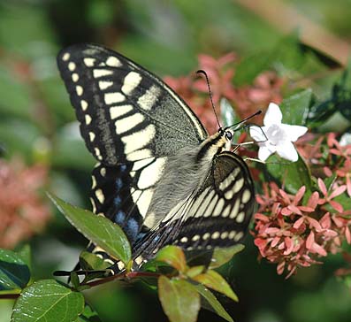 吸蜜中のキアゲハ…2