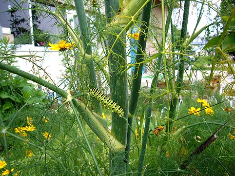 キアゲハの終齢幼虫