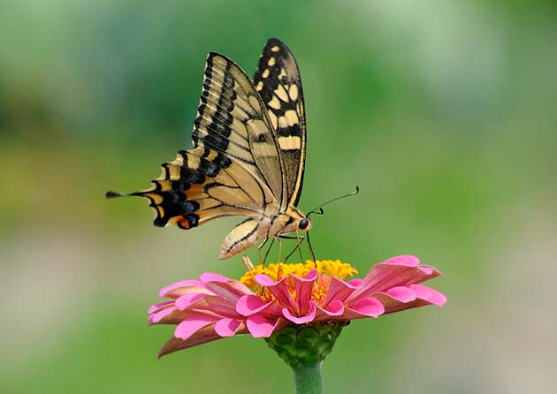 吸蜜中のキアゲハ