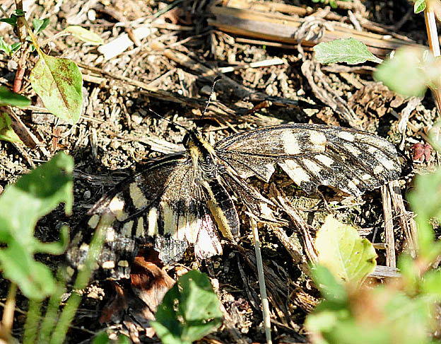 地面に止まったキアゲハ