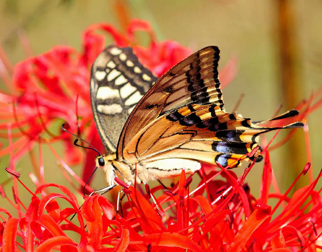 ヒガンバナで吸蜜するキアゲハ