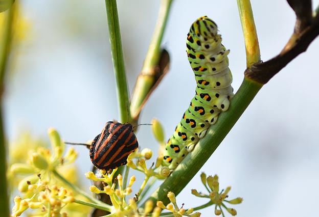 キアゲハの幼虫とアカスジカメムシ
