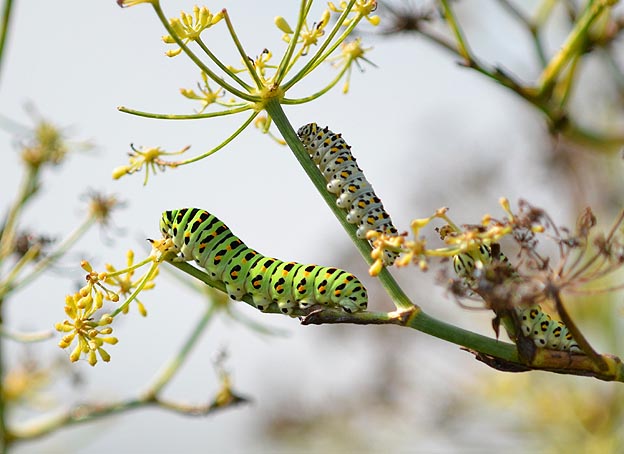 フェンネルにいたキアゲハの幼虫