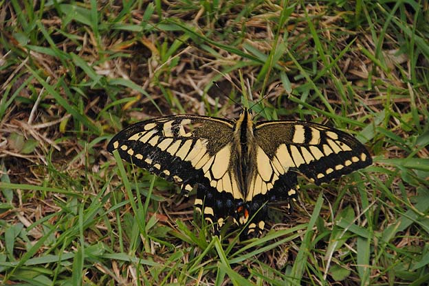 大野山のキアゲハ