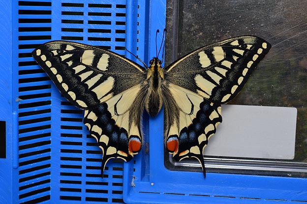 羽化したキアゲハ